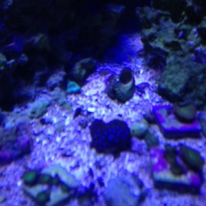 3-5 Ind Knx Osk Pella 007