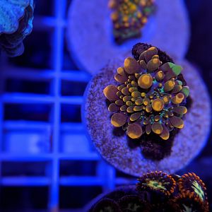 00100lrPORTRAIT_00100_BURST20200602212414247_COVER