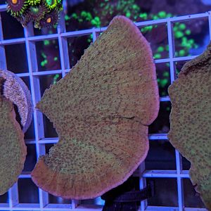 00100lrPORTRAIT_00100_BURST20200602212518785_COVER