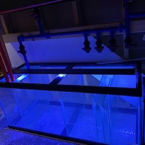 75g Sump