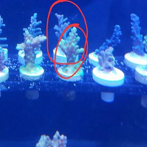 Screenshot_20230723_093831_Chrome