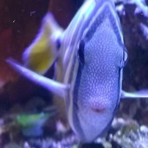 12145615_1608531946074579_1555662246_n