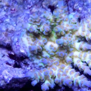 2016-03-03%2016.05.12_zpsq2hbdrhc